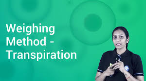Learn about transpiration with free interactive flashcards. Weighing Method Transpiration In English Biology Video Lectures