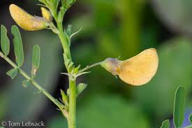 Image result for Sesbania leptocarpa