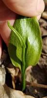 Image result for Ophioglossum vulgatum