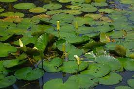 Teratai merupakan tumbuhan yang hidup di permukaan air. Teratai Terlihat Mengambang Di Permukaan Air Apakah Benar Demikian Semua Halaman Bobo