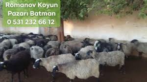 Safkan Romanov Koyunu Yilda Kac Dogum Romanov Koyun Pazari Batman Facebook