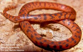 Image result for Erythrococca atrovirens