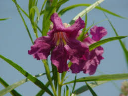 Image result for Cyphia mazoensis