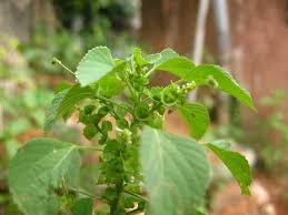 Image result for Acalypha fruticosa