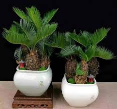 Image result for Cycas