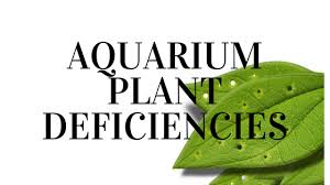 aquarium plant deficiency 1000 aquarium ideas