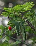 Image result for Corallocarpus triangularis
