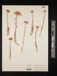 Image result for Aedesia glabra