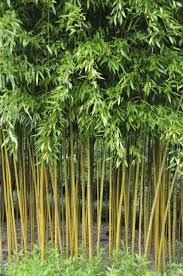 The definitive guide to stylish outdoor. Bamboo The New Trend For Your Garden My Desired Home