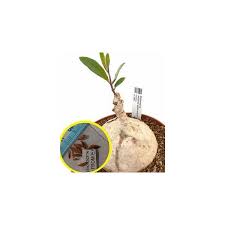 Image result for Raphionacme madiensis