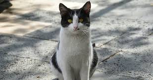 Kedi Neden Kusar Kusma Nedenleri Heykedi