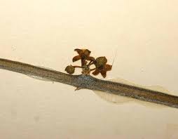 Image result for Cynanchum gerrardii