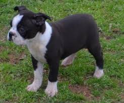 If you are unable to find your boston terrier puppy in our puppy for sale or dog for sale sections, please consider looking thru thousands of boston terrier dogs for adoption. Bnhdjgh Boston Terrier Puppies For Sale In Buffalo Minnesota Classified Showmethead Com