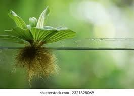Image result for Pistia