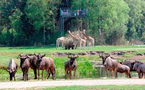 We did not find results for: Ich Rate Ab Bitte Unbedingt Lesen Aug 15 Serengeti Park Hodenhagen Hodenhagen Reisebewertungen Tripadvisor