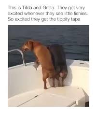 Cute Dogs Tilda And Greta Video Dogs Cute Baby Animals Cute Dogs