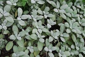 Image result for Bergia salaria