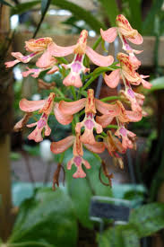 Image result for Cynorkis anisoloba