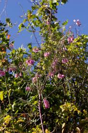 Image result for Polygala virgata