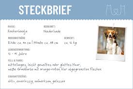 A page of, for, and about kooikerhondjes. Kooikerhondje Steckbrief Charakter Pflege Haltung
