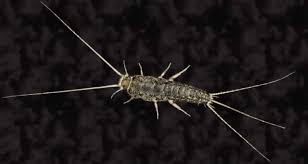 However, if a cat eats a lot of them, he could wind up with a little. Can Cats Eat Silverfish Pet Care Advisors