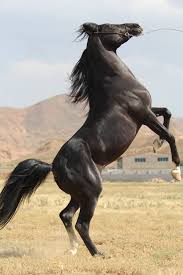 Persian Asil Horse Guzel Atlar Evcil Hayvanlar Atlar