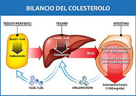 Spesso si sente parlare di colesterolo buono e colesterolo cattivo, cosa per il quantitativo di lipidi previsti, cerca sempre di preferire alimenti che contengano acidi grassi polinsaturi, come gli omega 3, contenuti nel pesce. Colesterolo Wikipedia