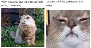 Bookmark us today and have fun with some slapstick entertainment! Another Purrfect Caturday 34 Cat Memes Mimicnews