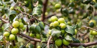 Daun bidara yang dikenal bermanfaat untuk kesehatan ini memilih buah yang biasanya tumbuh di penggunaan masker daun bidara secara teratur sangat berkhasiat untuk membuat kulit tetap cantik. Tak Hanya Manis Ini Manfaat Buah Bidara Bagi Kesehatan