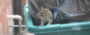 Wie man ratten loswerden und den nagetieren am effektivsten vorbeugen kann. Ratten In Der Nahe Was Konnen Sie Tun Anticimex