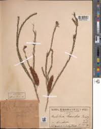 Image result for Melaleuca hamulosa