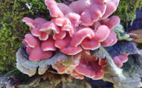 Image result for Merulius incarnatus