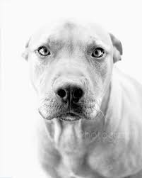 We did not find results for: Pitbull Dog Print Schwarz Und Weiss Pitbull Kunst Etsy