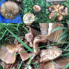Honey Mushrooms Or Psilocybe Cyanescens Dog Keeps Trying To Eat Them And They Grow Back Every Time I Pick Them Large Pic Stuffed Mushrooms Large Picture Fungi