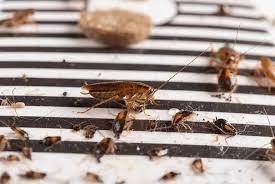 Found A Baby Cockroach It S Time To Act Fast Cockroach Facts