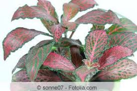 Welche zimmerpflanze kann das schon bieten? Mosaikpflanze Fittonia Albivenis Pflege Anleitung Gartendialog De