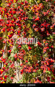 Image result for Hibiscus sidiformis