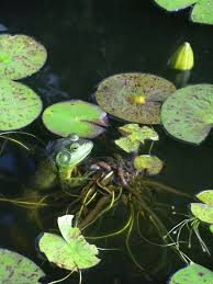 Idee Van S U Z A N N E Op A T T H E P O N D Waterlelies Natuur Kikker