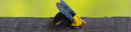 Is the top choice for broward & palm beach counties pest control & extermination. Pennsylvania Carpenter Bee Exterminator Viking Pest Control