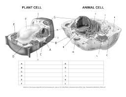 Mitosis animation (480 k) or Cell Diagrams And Functions