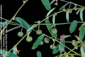 Image result for Phyllanthus nummulariifolius