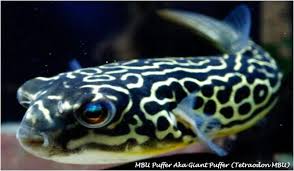 Fish Aquarium Best Care Tips Guide For Your Fish Fish Pet Fish Aquarium Fish
