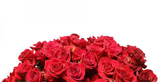 Rote Rosen Weisser Hintergrund Kostenloses Stock Bild Public Domain Pictures En wordpress.com forums › css customization image background is white, needs to be transparent author posts jan 31, 2013 at 8:39 pm #1142460 naewhitmanmember i have an etsy symbol at the top of my page. rote rosen weisser hintergrund
