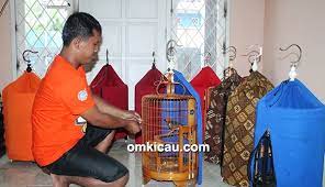 We did not find results for: Memahami Karakter Unik Anis Merah Ingin Cepat Bunyi Ini Tips Om Soleman Om Kicau