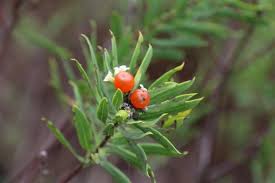 Image result for Struthiola montana