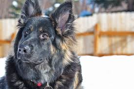 The german shepherd temperament is renowned to be calm and determined. Silver Long Haired German Shepherd Puppies Novocom Top