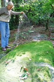 With time, one plant forms an attractive carpet of greenery. How To Grow Moss In Your Garden Houzz