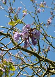 If you're planting ceanothus in spring or summer, water well for the first few please note, we are unable to deliver outside of mainland uk. Paulowniaceae Foxglove Tree Family Tree And Shrub Images