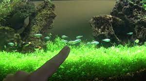 Best Diy Planted Aquarium Led Lighting Led Aquarium Lighting Fresh Water Fish Tank Aquarium Set