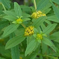 Image result for Flaveria trinervia